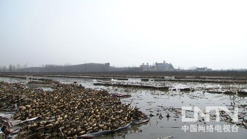 致富经种植_致富种植什么比较赚大钱_致富种植养殖